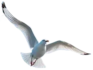 galeb